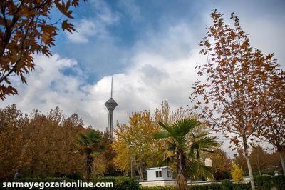 هرس ۱۵ هزار اصله درخت در قلب تهران 