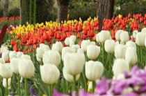 رنگ آمیزی قلب پایتخت با  ۱۳۰ هزار گل لاله همزمان با بهار طبیعت 
