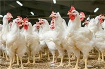 زیان ۱۲۰۰ میلیاردی صنعت مرغ گوشتی در یک ماه
