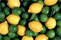  واردات لیمو ترش برای تعدیل قیمت داخلی