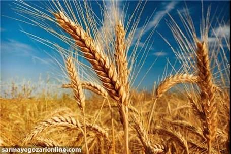 ۵۰۰ هزار تن گندم مازاد بر نیاز کشاورزان کشور خریداری شد