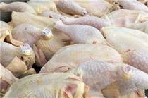  دلیل افزایش هزار تومانی قیمت هر کیلو مرغ