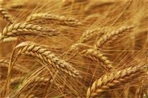 معیارهای تعیین قیمت تضمینی محصولات کشاورزی مشخص شد